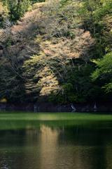 白神十二湖　－　鶏頭場の池