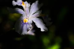 iris japonica