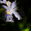 iris japonica