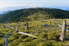 正木峠の立枯れの野