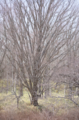 signs of spring