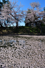 桜　－　弘前２