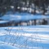 sign of spring