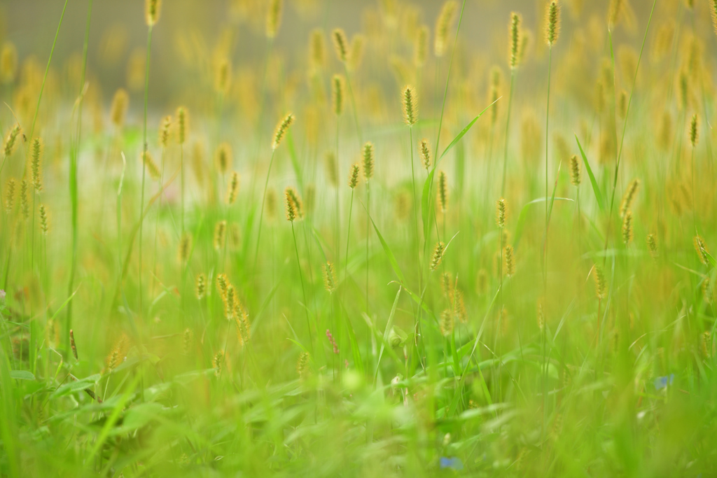 夏草の余韻