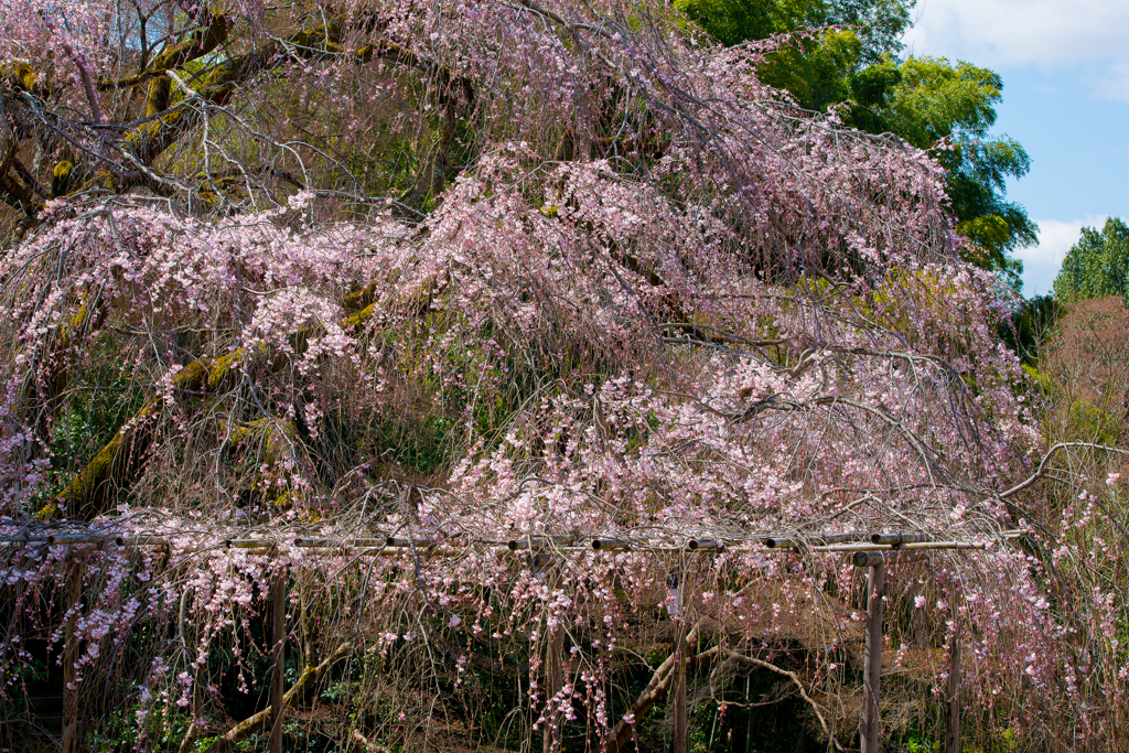 begin to blossom