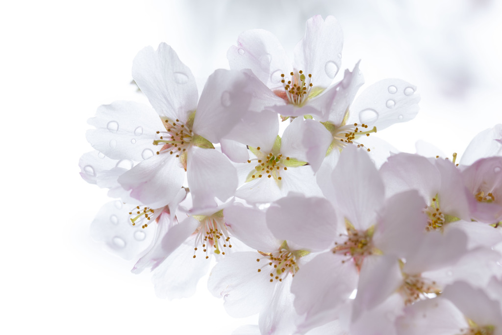 硝子の桜