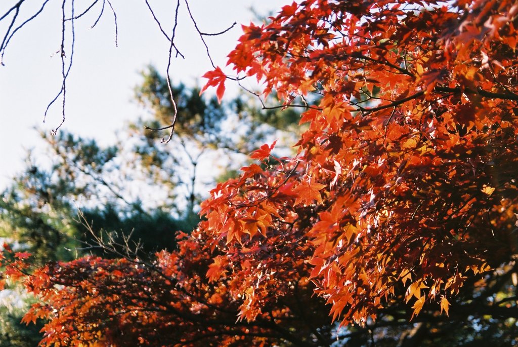 新宿御苑の紅葉