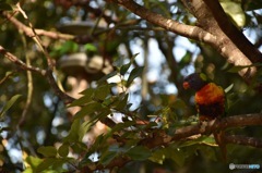 A Lorikeet 