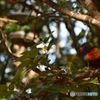 A Lorikeet 