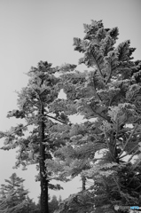 雪山