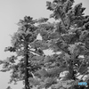 雪山