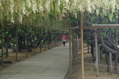 藤の花