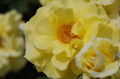 薔薇