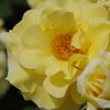 薔薇