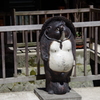 狸