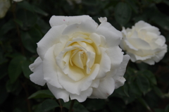 薔薇