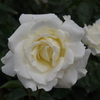 薔薇