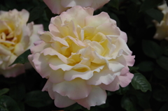薔薇