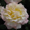 薔薇