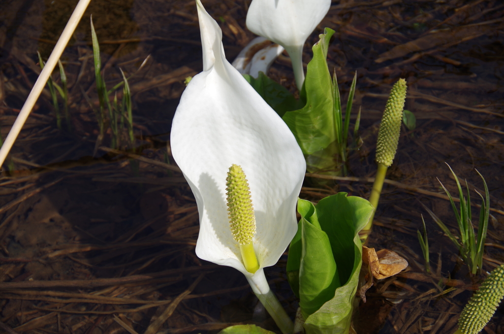 水芭蕉