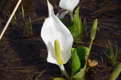 水芭蕉