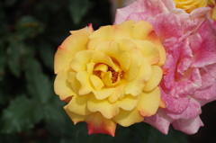 薔薇