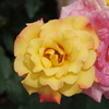 薔薇