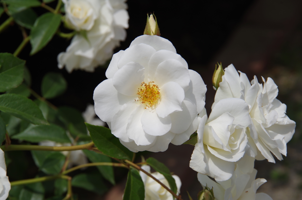 薔薇
