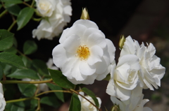薔薇