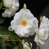 薔薇