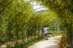 藤の花