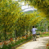 藤の花