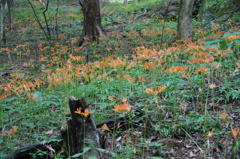 岩櫃の花々