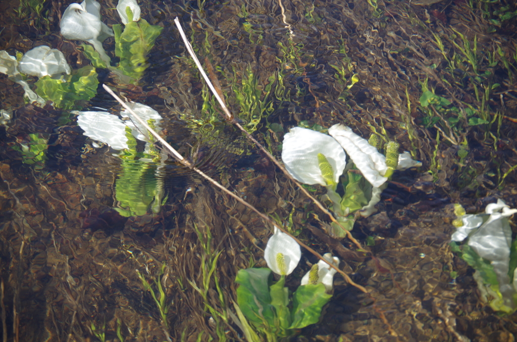 水芭蕉