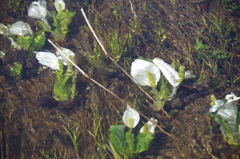 水芭蕉