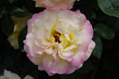 薔薇