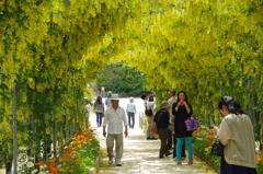 藤の花