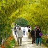 藤の花