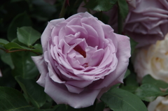 薔薇