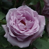 薔薇