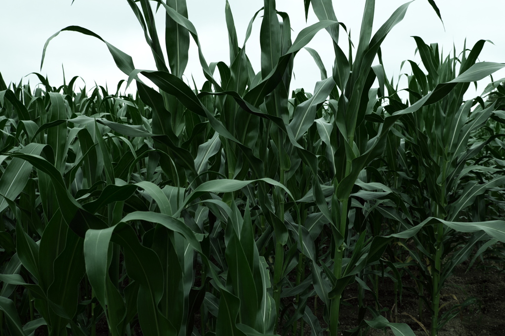 ナバホのダンス