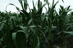 ナバホのダンス