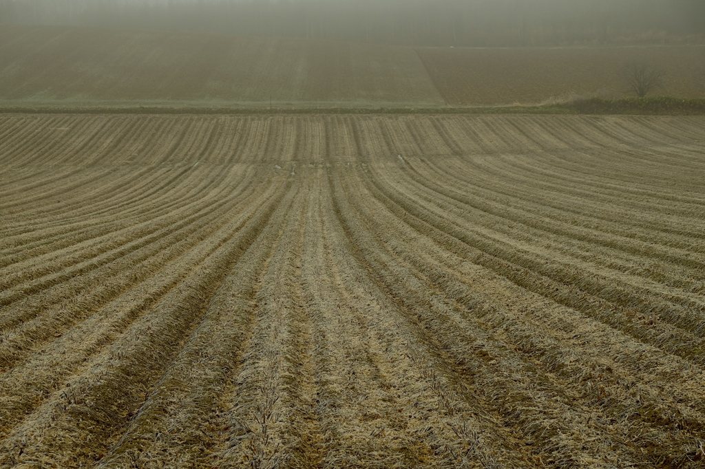 収穫を終えて　空疎な大地 (2)