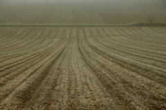 収穫を終えて　空疎な大地 (2)