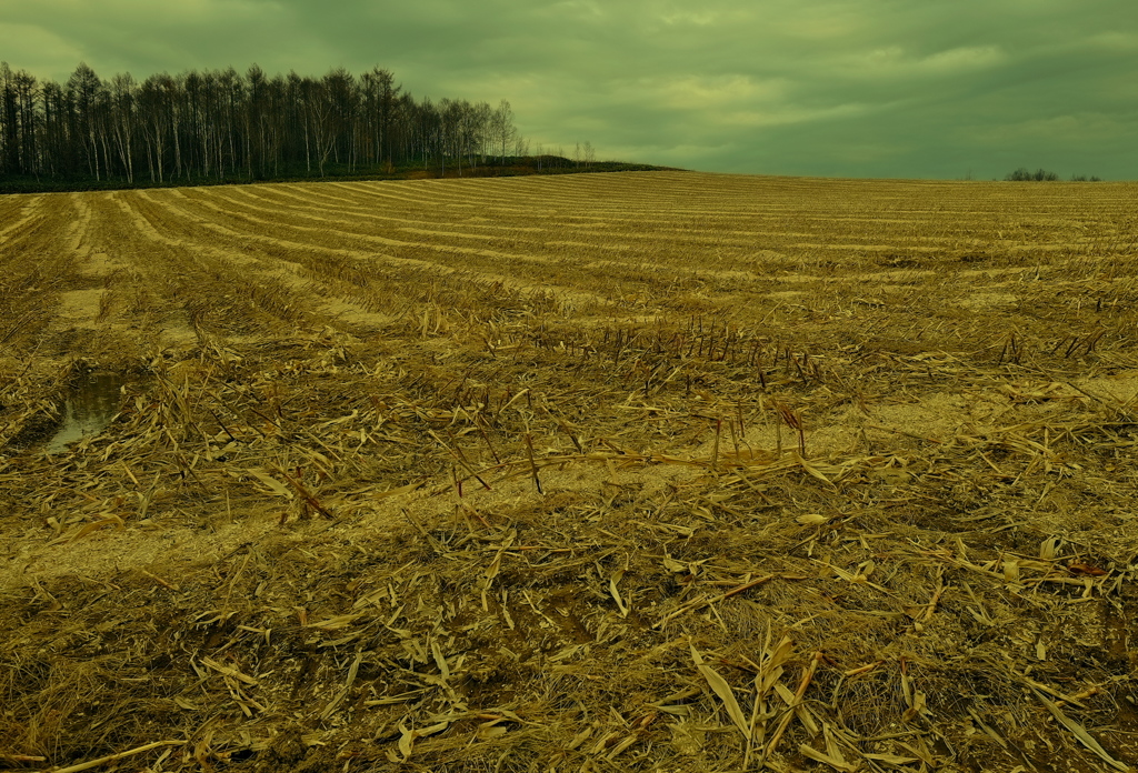 収穫を終えて　空疎な大地 (1)