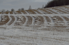 収穫を終えて　その4