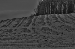 収穫を終えて　雪化粧の畑