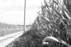 夏休みの帰り道