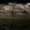 彦根城の夜桜②