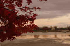秋の嵯峨　広沢池